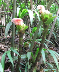Costus guanaiensis