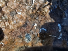 Oshurkovia littoralis