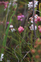 Erica brevifolia