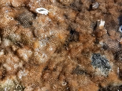 Oshurkovia littoralis