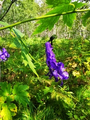 Aconitum fischeri