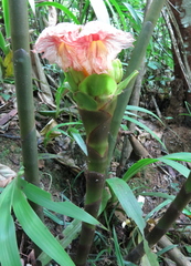 Costus guanaiensis