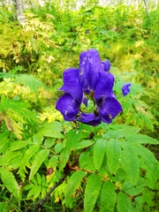 Aconitum fischeri