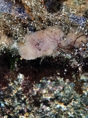 Haliclona indistincta