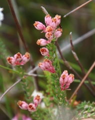 Erica brevifolia
