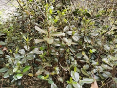 Sideroxylon borbonicum