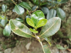 Sideroxylon borbonicum