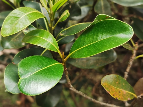 Sideroxylon borbonicum