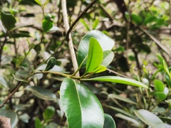 Sideroxylon borbonicum