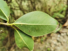 Sideroxylon borbonicum