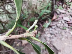 Sideroxylon borbonicum