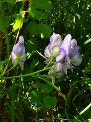 Aconitum fischeri