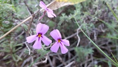 Jamesbrittenia pinnatifida