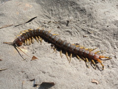 Scolopendra viridicornis