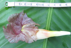 Costus guanaiensis