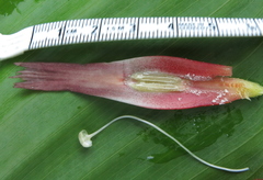 Costus guanaiensis