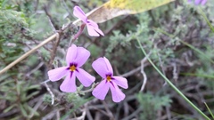 Jamesbrittenia pinnatifida