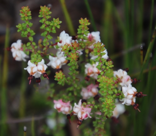 Image of Nipped Heath (Erica azaleifolia) by (c) Tony Rebelo, some rights reserved (CC BY-SA)