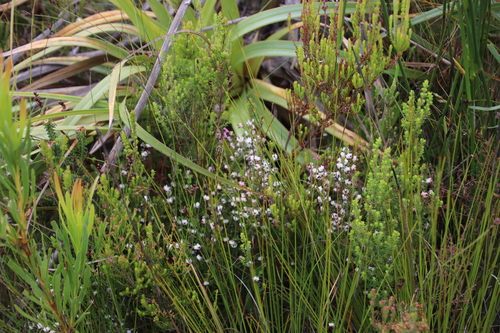 Image of Erica azaleifolia by (c) Tony Rebelo, some rights reserved (CC BY-SA)
