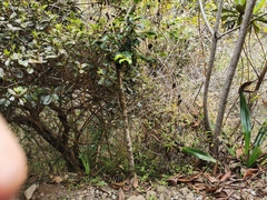 Securinega durissima