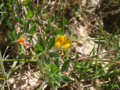 Crotalaria obscura
