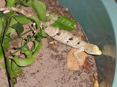 Polychrus acutirostris