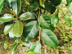 Securinega durissima