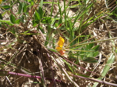 Crotalaria obscura