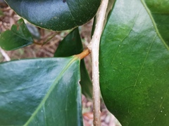 Securinega durissima