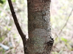 Securinega durissima