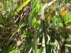 Crotalaria obscura