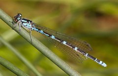 Coenagrion interrogatum