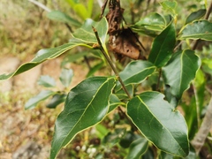 Ocotea obtusata