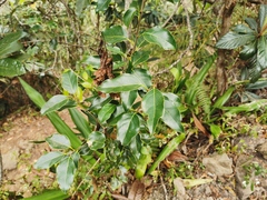 Ocotea obtusata