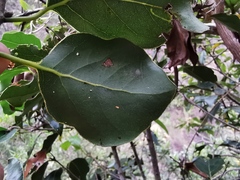 Ocotea obtusata