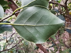 Ocotea obtusata