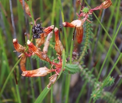 Erica aristata aristata