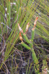 Erica aristata aristata