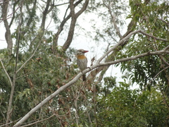 Nystalus maculatus