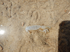Upogebiidae