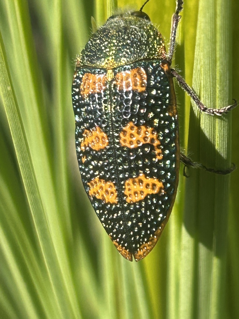 Genus Stigmodera · iNaturalist Australia