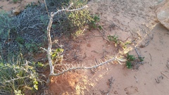 Pachypodium