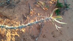 Pachypodium