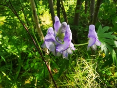 Aconitum fischeri