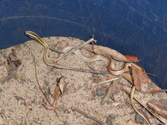 Lygophis paucidens