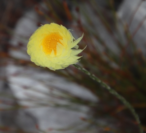Image of Edmondia fasciculata by (c) Tony Rebelo, some rights reserved (CC BY-SA)