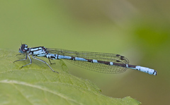 Coenagrion interrogatum
