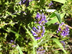 Psoralea fruticans