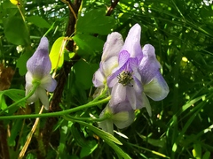 Aconitum fischeri
