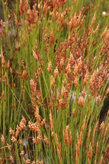 Elegia juncea